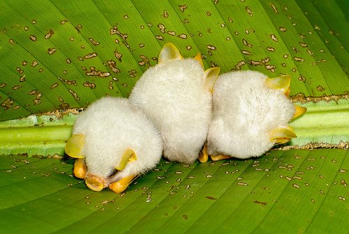 Honduran White Bats - The Cutest Little Buggers