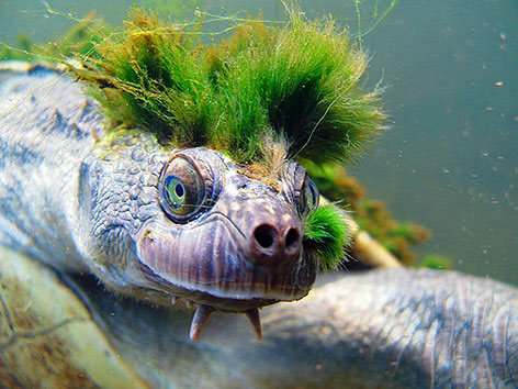 Turtle With A Green Mohawk