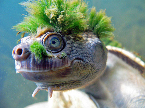 Turtle With A Green Mohawk