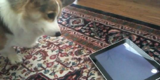 Dog Hates iPad