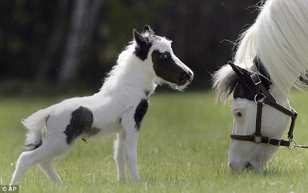 The World's Smallest Horse