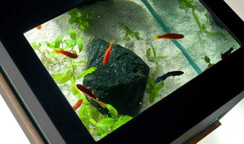 Archiquarium Fish Tank