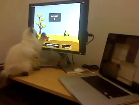 Cat playing Duck Hunt